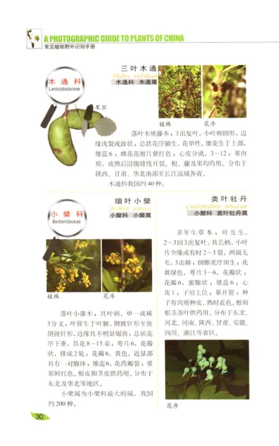 常见植物野外识别手册 内页预览 1
