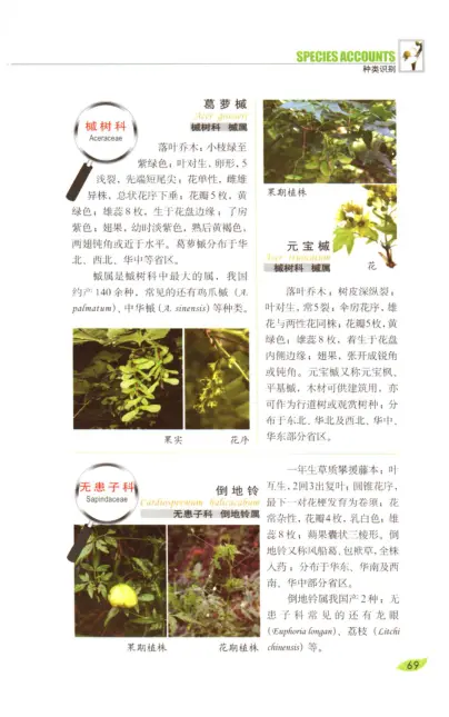 常见植物野外识别手册 内页预览 2