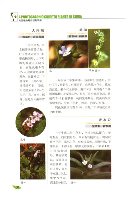 常见植物野外识别手册 内页预览 3