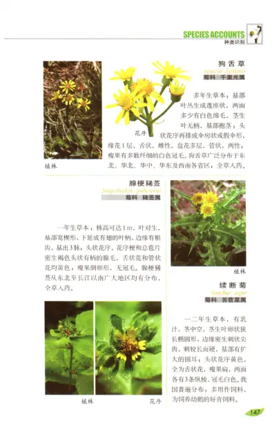 常见植物野外识别手册 内页预览 4