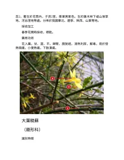 600種中草藥野外識別高清圖譜 内页预览 1