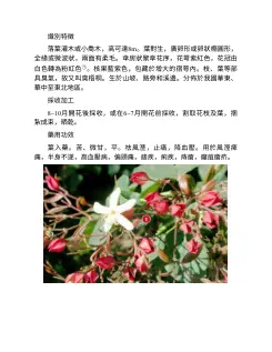 600種中草藥野外識別高清圖譜 内页预览 2