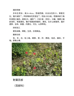 600種中草藥野外識別高清圖譜 内页预览 4