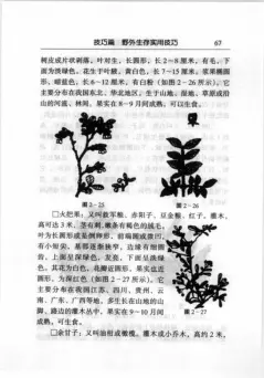 野外生存手册 (丁绍虎) 内页预览 1