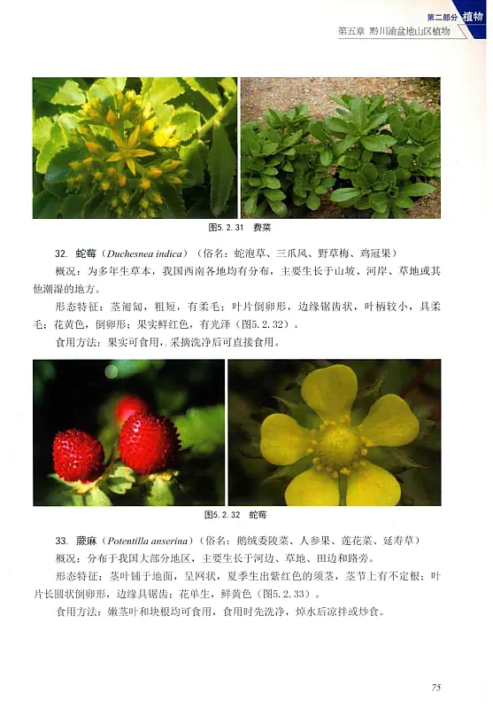 西南地区动植物辨析及野外生存指南 (曹成全, 马中平) 内页预览 2