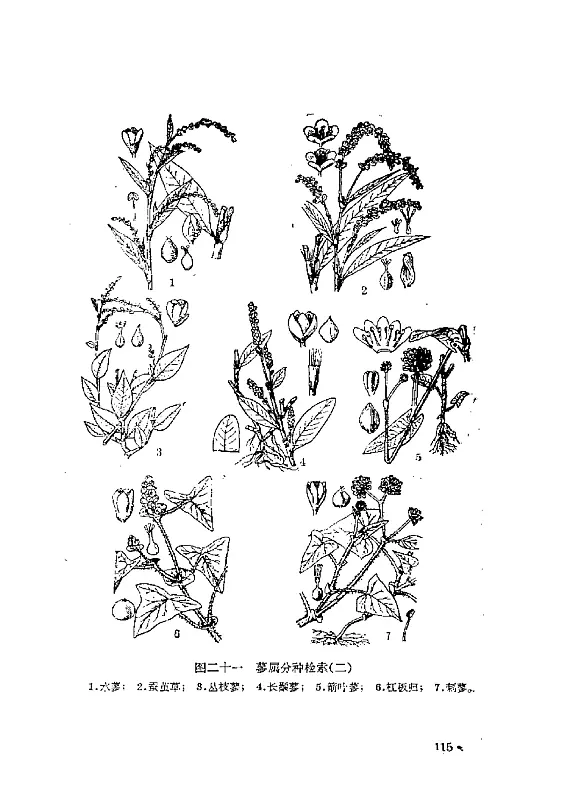 植物学野外实习手册 (冯志坚等) 内页预览 2